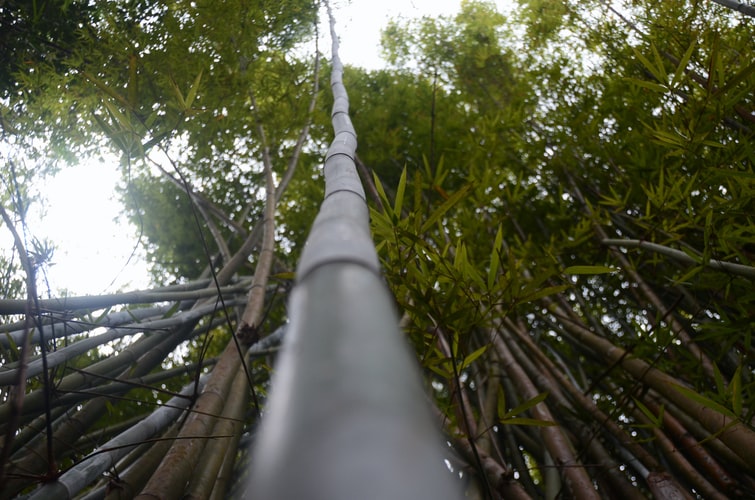 El bambú japonés